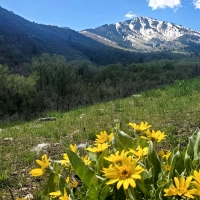 Flowers near Big Springs Hollow Trail, Utah