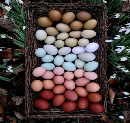 Chicken eggs - Animals, Eggs, Gastronomy, Birds, Chicken eggs