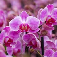 Pink orchids