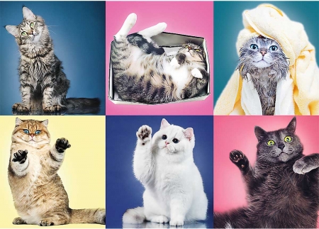 :) - blue, paw, funny, pisici, collage, pink, cat