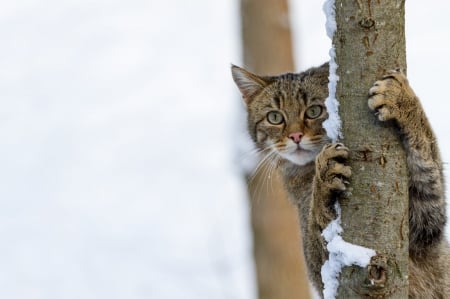 :) - winter, paw, iarna, snow, pisici, tree, cat