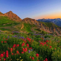 Wasatch Wildflowers in dawn light, Utah