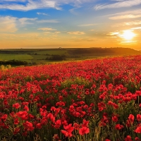 Poppy field at sunset