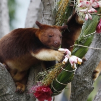 Tree Kangaroo