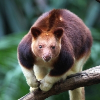 Tree Kangaroo