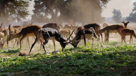 Flock of Brown Deer - forest, deer, brown, flock