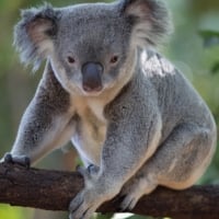 Cute Koala