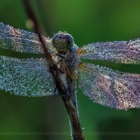 Dewdrops on a dragofly