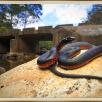 RED BELLIED BLACK SNAKE