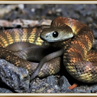 TIGER SNAKE