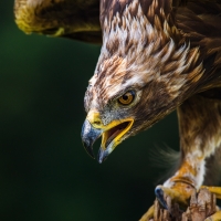 Golden Eagle