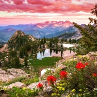 Summer wildflowers in the Wasatch Mountains, Utah