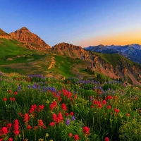 Wasatch Wildflowers in dawn light, Utah