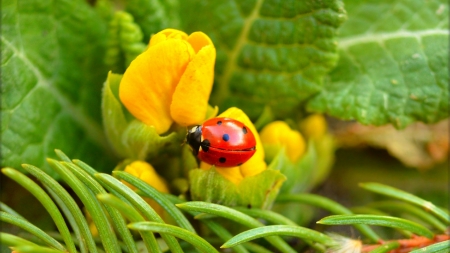 Macro nature - beautiful, flower, freshness, grass, ladybug, leaves, summer
