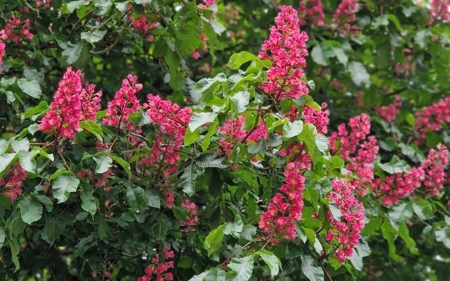 Red Blossoms of Chestnut - blossoms, chestnut, Germany, red