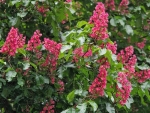 Red Blossoms of Chestnut