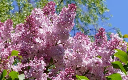 Lilac - Latvia, lilac, blossoms, nature