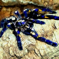 Colbalt Blue Tarantula