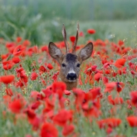 Deer in Poppy Meadow