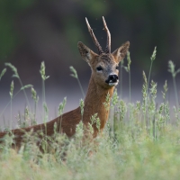 Deer in Bentgrass Meadow