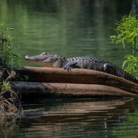 Alligator Sunning itself