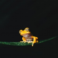 Yellow Frog