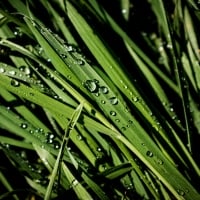 Water Drops on Leaves