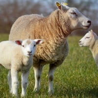 Sheep and Lambs