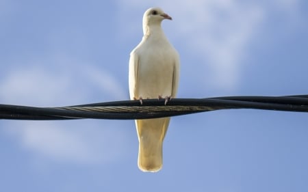 Dove - bird, pigeon, dove, sky