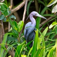 Heron
