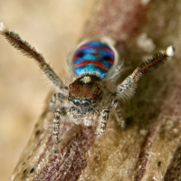 Australian Peacock Spider