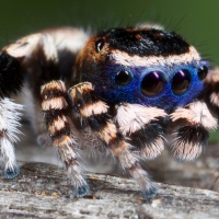 Australian Peacock Spider