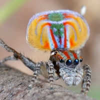 Australian Peacock Spider