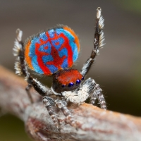 Australian Peacock Spider