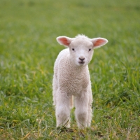 Lamb