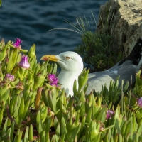 Seagull