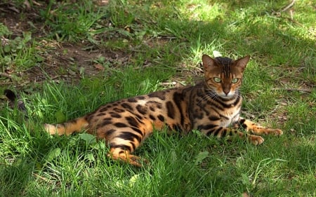 Bengal Cat - grass, bengal, animal, cat