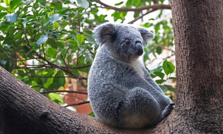 Koala in Australia - bear, koala, Australia, tree