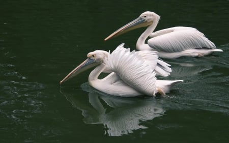 Pelicans - birds, water, pelicans, two