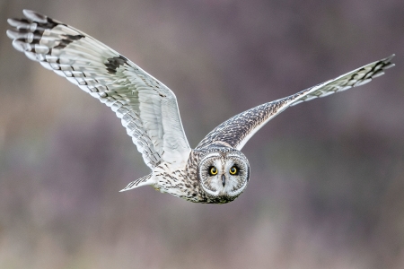 Short Ear Owl in Flight - flight, nature, owl, animals