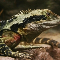 Australian Eastern Water Dragon