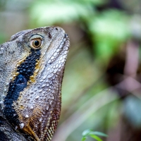 Australian Eastern Water Dragon