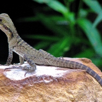 Australian Eastern Water Dragon