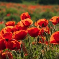 Poppy field