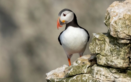 Puffin - bird, puffin, United Kingdom, rocks