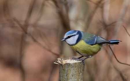 Blue Tit - bird, tit, wooden, blue