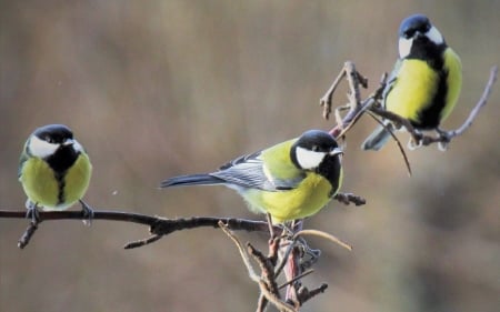 Great Tits - Latvia, branch, birds, great, tits, three