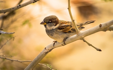 Sparrow on Branch - branch, bird, Bulgaria, sparrow