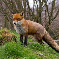 Red Fox