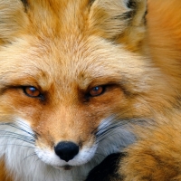 Red Fox